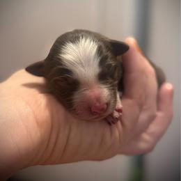 Atticus - White and red male Border Collie puppy in North Lakeport, California from Wild Rose Ranch