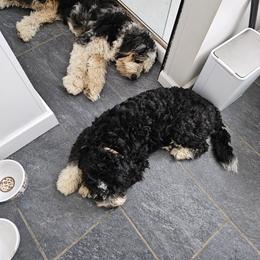 Bernedoodle Puppies from Doting Doodles