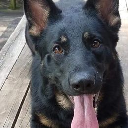 Alaskan Malamutes and German Shepherds from Willowhaus