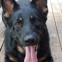 Alaskan Malamutes and German Shepherds from Willowhaus