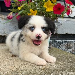 Merle boy 1 - Blue merle male Toy Australian Shepherd puppy in Nickelsville, Virginia from Pecan Creek