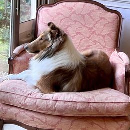 Ruby - Collie