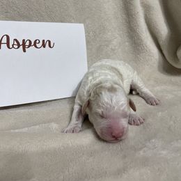 Boy 3 - White male Lagotto Romagnolo puppy in Minster, Ohio from 1880 Lagotto
