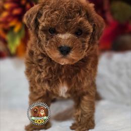 Akc clear - Red  male Poodle puppy in Salem, Missouri from Meadowbrook Poodles