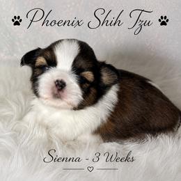 Sienna - Tricolor female Shih Tzu puppy in Hayden, Idaho from Phoenix Shih Tzu