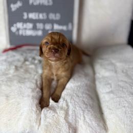 Lilah - Red female Aussiedoodle puppy in Mocksville, North Carolina from Hunting Creek Farm & Kennel