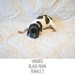 Handies - Black roan female German Shorthaired Pointer puppy in Colorado Springs, Colorado from Sweet Life Kennels