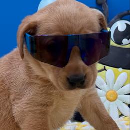 Red - Yellow female Labrador Retriever puppy in Heath Springs, South Carolina from Rich Hill Retrievers