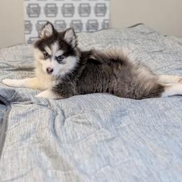 Kosta - Blue eyes - Blue male Pomsky puppy in Hurleyville, New York from My Crazy Pomskys