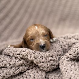Arthur - Red male Cavapoo puppy in Rio Linda, California from VitPom Puppies