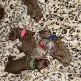 Poodle Puppies from Breahna Snay