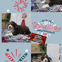 Mick Jagger Boy 2 - Liver white and tan male English Springer Spaniel puppy in Saginaw, Michigan from Kemerer Springers