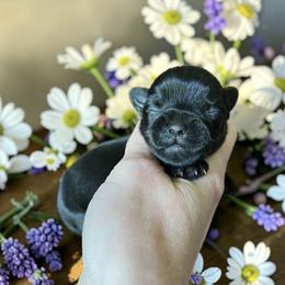 Russian Salon Dog and Yorkshire Terrier Puppies from Yorkies Kisses