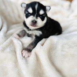 Boy 1 - Black and white male Pomsky puppy in Yavapai County, Arizona from Pawsh Pomskies