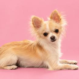 Story - Chihuahua