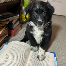 Bingo - Black & white male Australian Shepherd puppy in Yulee, Florida from Towkach Mini Ranch