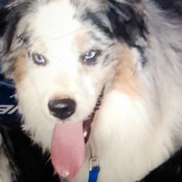  from Fancy poodle kennel