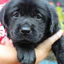 Labrador Retriever Puppies from Pride of the Southland Labs