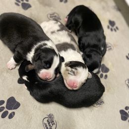 Miniature American Shepherd puppies from Iron Spirit Homestead & Aussies