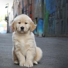 Golden Retriever Puppies from DoubleTake Goldens