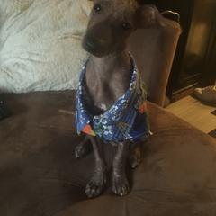 Peruvian Inca Orchid Puppies from Naked Baby’s