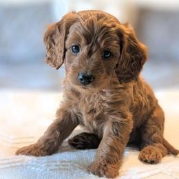Creamsicle - Red  male Goldendoodle puppy in Blackfoot, Idaho from Riverside Poodles