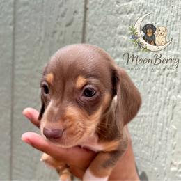 Mantis-CKC - Chocolate and tan male Dachshund puppy in Tecumseh, Oklahoma from MoonBerry Miniature Dachshunds