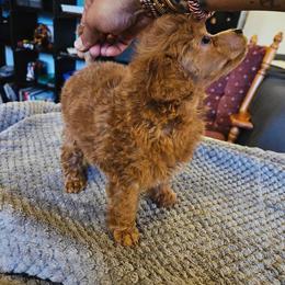 Poodle Puppies from Seattle Sankofa Kennel Club
