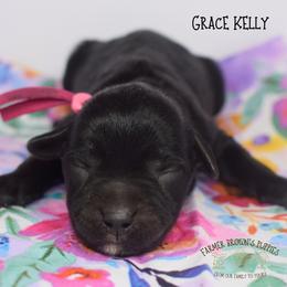 Grace Kelly - Black female Miniature Schnauzer puppy in Sedalia, Missouri from Farmer Brown's Puppies