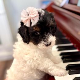 Sophie - Brown and white female Sheepadoodle puppy in Spanish Fork, Utah from Maplesierradoodles