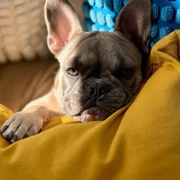 French Bulldog Puppies from Orderofthebulldogs, LLC