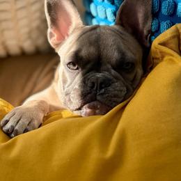 French Bulldog Puppies from Orderofthebulldogs, LLC