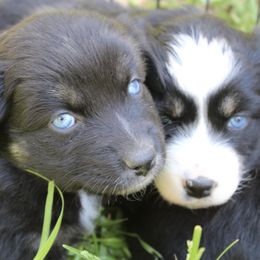Australian Shepherd Puppies from Moss' Cross Creek Aussie’s