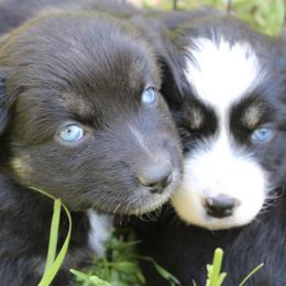 Australian Shepherd Puppies from Moss' Cross Creek Aussie’s