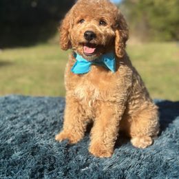 Jake - Apricot male Goldendoodle puppy in North Carolina from NC Doodle Puppies