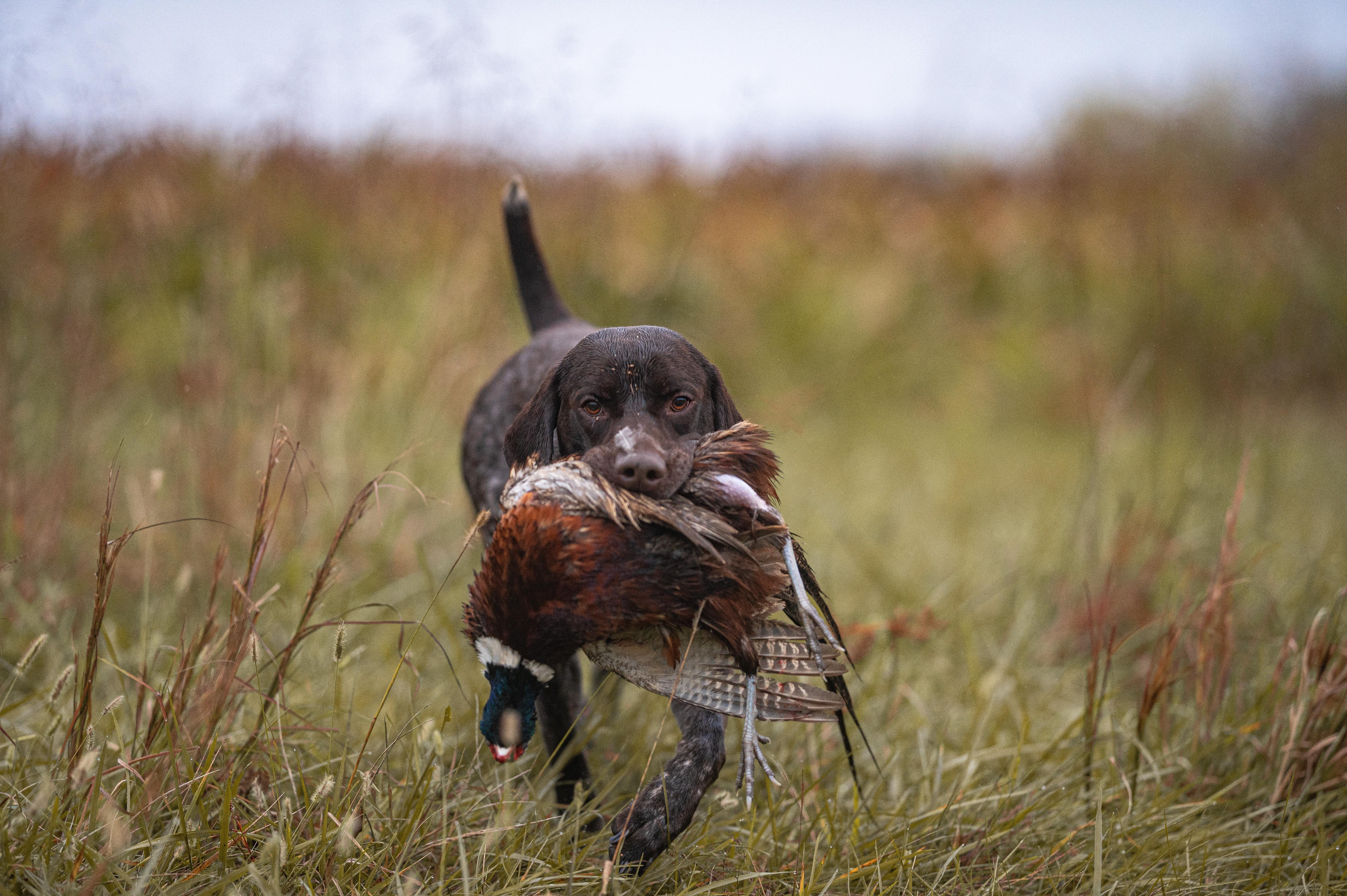 GCH CH Ehrenvogel Bears, Beets, Battlestar Galactica JH