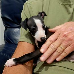 Boy 4 - Seal male Italian Greyhound puppy in Monticello, Florida from Lebeck Acres
