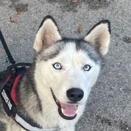 Zhanna - Siberian Husky