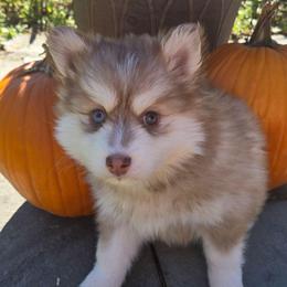 Haxel - Red and white female Pomsky puppy in Coatesville, Pennsylvania from Peaceful Pomskys