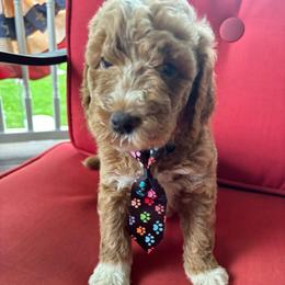 Green boy - Apricot male Goldendoodle puppy in Strattanville, Pennsylvania from Goldhaly Peach Doodles
