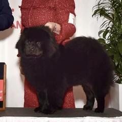 Australian Shepherds and Chow Chow from Calypso Kennel