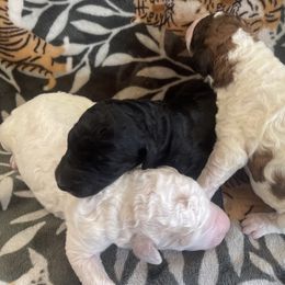 Poodle Puppies from Amber Locke