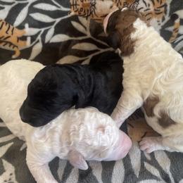 Poodle Puppies from Amber Locke