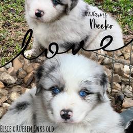 (2) Wattle - Blue merle male Miniature Australian Shepherd puppy in Huntington, Texas from JKKJ Farms