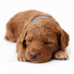 Alfie - Apricot male Goldendoodle puppy in Lancaster, California from Kid's Best Doodle