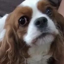 Lilly - Cavalier King Charles Spaniel