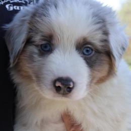 Shamrock - Blue merle male Australian Shepherd puppy in Colorado Springs, Colorado from Rocky Mountain Aussies