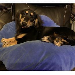 Sophie - Dachshund