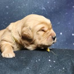 Boy 1 - Golden male Golden Retriever puppy in Great Falls, Montana from VS Golden Fields