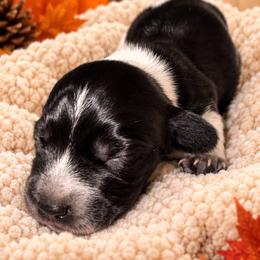 Milo - Piebald male Dachshund puppy in Mesa, Arizona from Dach Army LLC